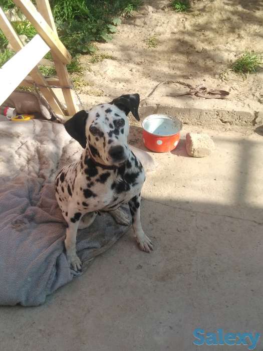 Ищу кобеля для вязки. Порода далматинец., фотография 1