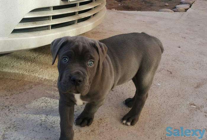 Кане Корсо, фотография 2