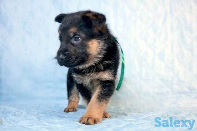 Клубные щенки немецкой овчарки, фотография 1