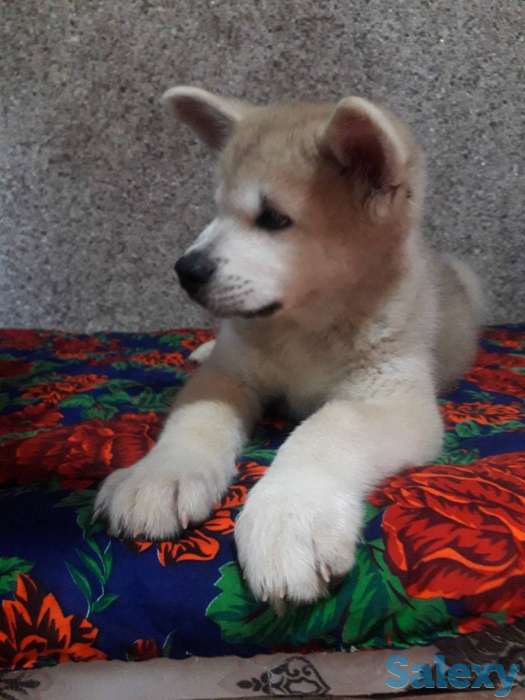Акита от чемпиона, фотография 2