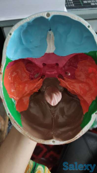 Модель черепа. Bosh suyagi modeli. Обращаться в тг @muradovic_jm, фотография 2