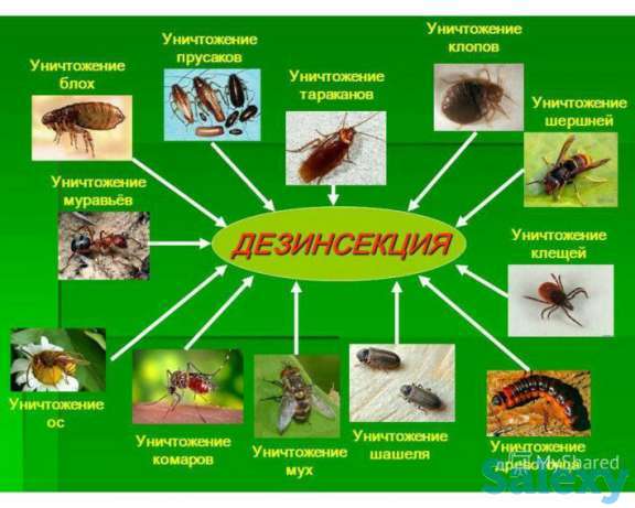 Качественная Дезинфекция, и Дезинсекция от всех видов насекомых, фотография 1