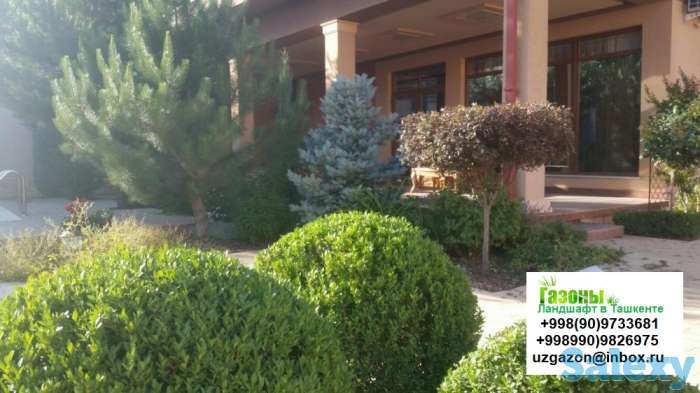 Газоны Мы предлагаем Вам качественный посев газонной травы таких известных производителей как Trifolium DLF, Canada Gree, фотография 8