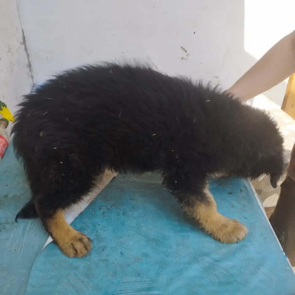 Щенки немецкой овчарки, фотография 6