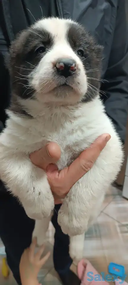 Продаются щенки среднеазиатский Олабай, фотография 2