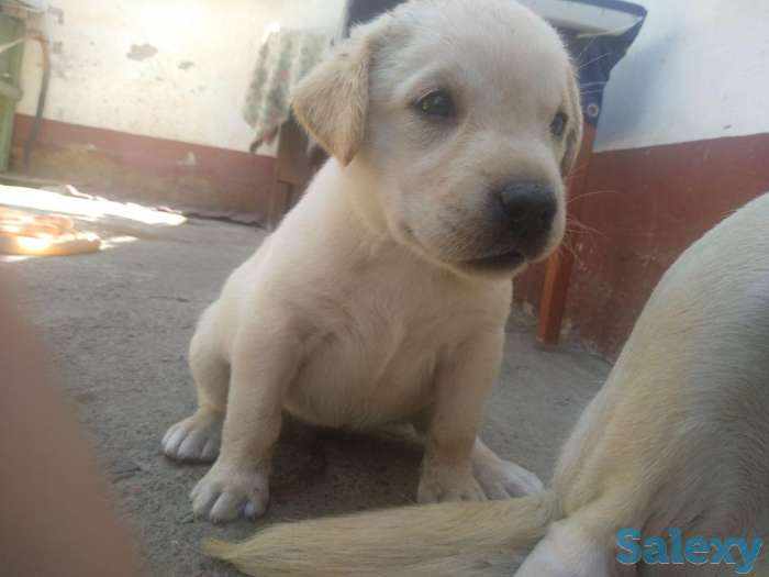 щенки лабрадора, фотография 3