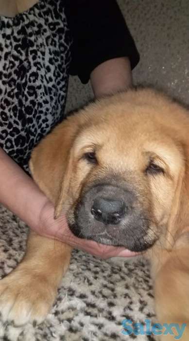 Щенки испнского мастиффа, фотография 2