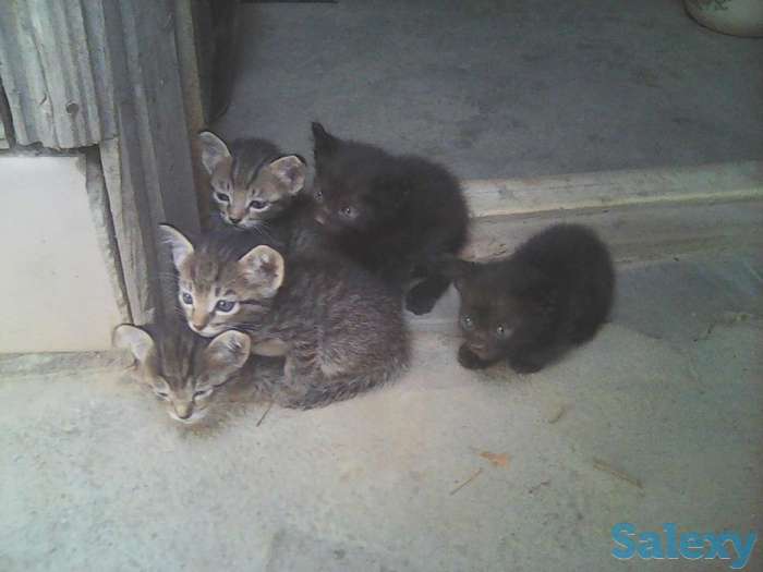 Котята в надёжные, заботливые руки, фотография 1