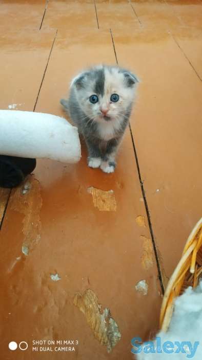 Вислоухие котята, фотография 2