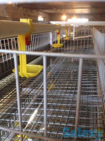 Bedana katagi, фотография 1