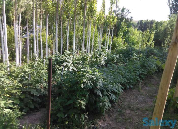 Продам Дачу, Ташкентская область, фотография 7