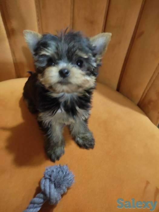 Продаются клубные щенки йоркширского терьера миники., фотография 2