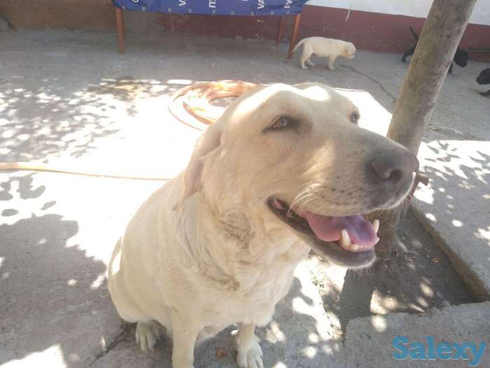 щенки лабрадора, фотография 5