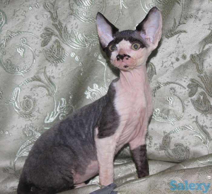 МИЛАШКИ, фотография 1