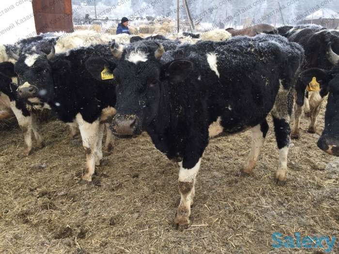 коровы, нетели,телки симментальской породы 2020 года, фотография 3