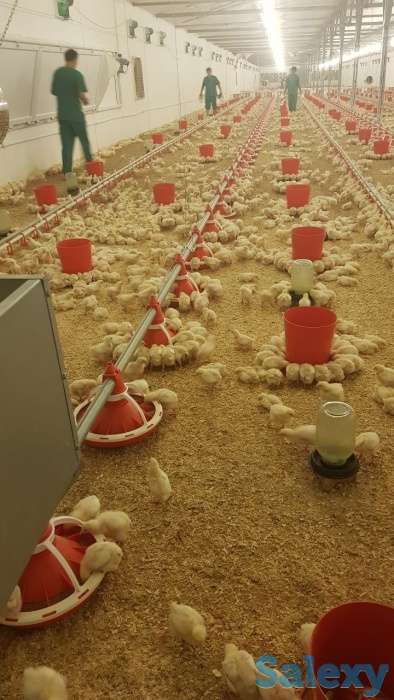 Птицеводство - Автоматика для бройлера и несушки(Климат -контроль, Рассвет-закат, Кормораздача ), фотография 1