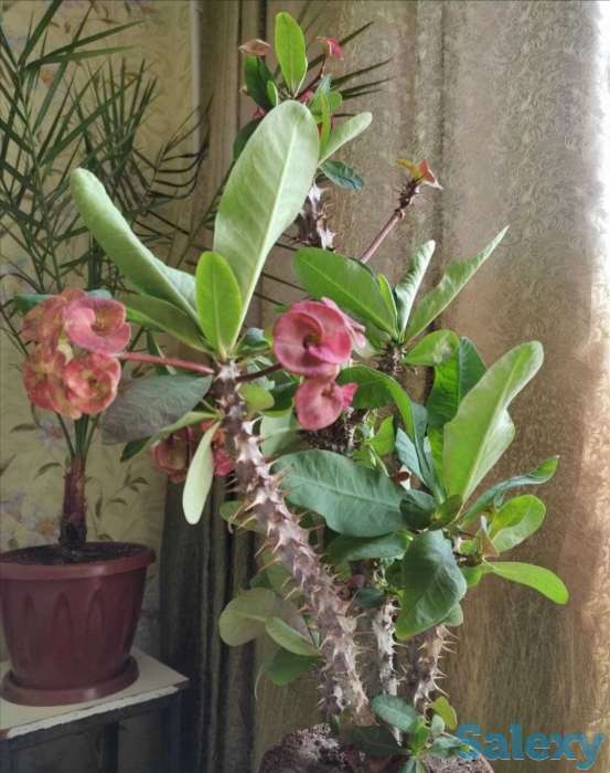 Комнатные растения на любой вкус!, фотография 11