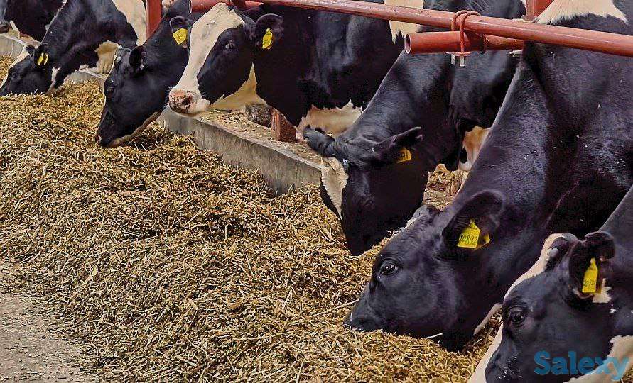 Продажа КРС оптом живым весом по РФ и СНГ, фотография 7