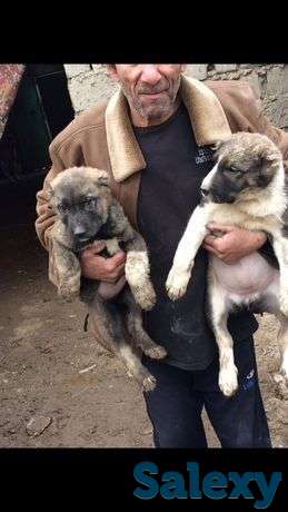 Продается щенки САО, фотография 1