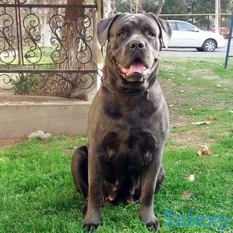 Щенки КАНЕКОРСО от чемпиона, фотография 1