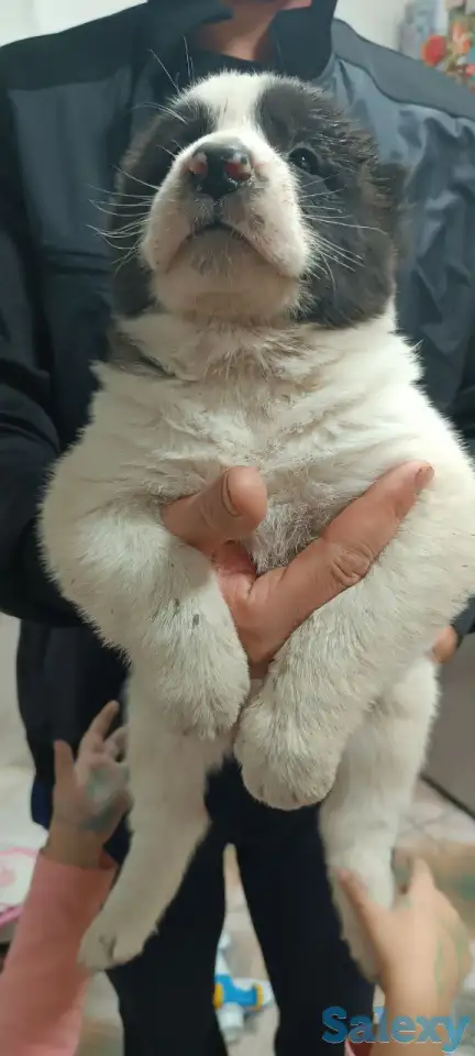 Продаются щенки среднеазиатский Олабай, фотография 3