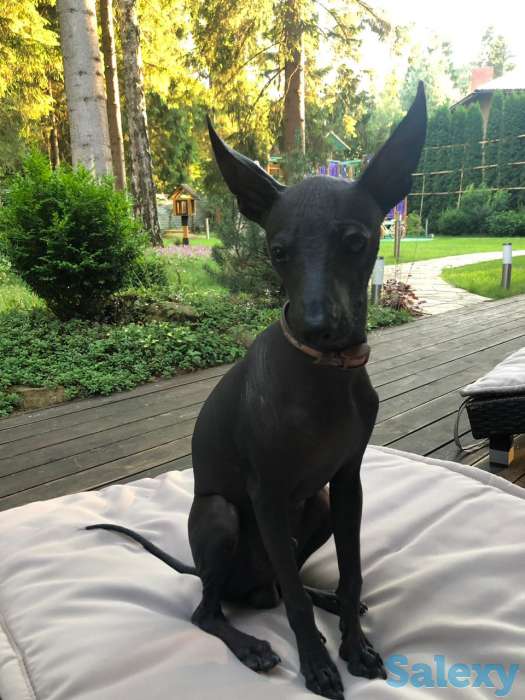 Щенки Ксолотицкунтли мини, фотография 4