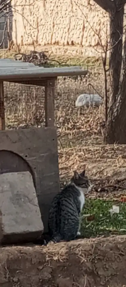 Участка Ер сотилади, КАМАШИ, фотография 1