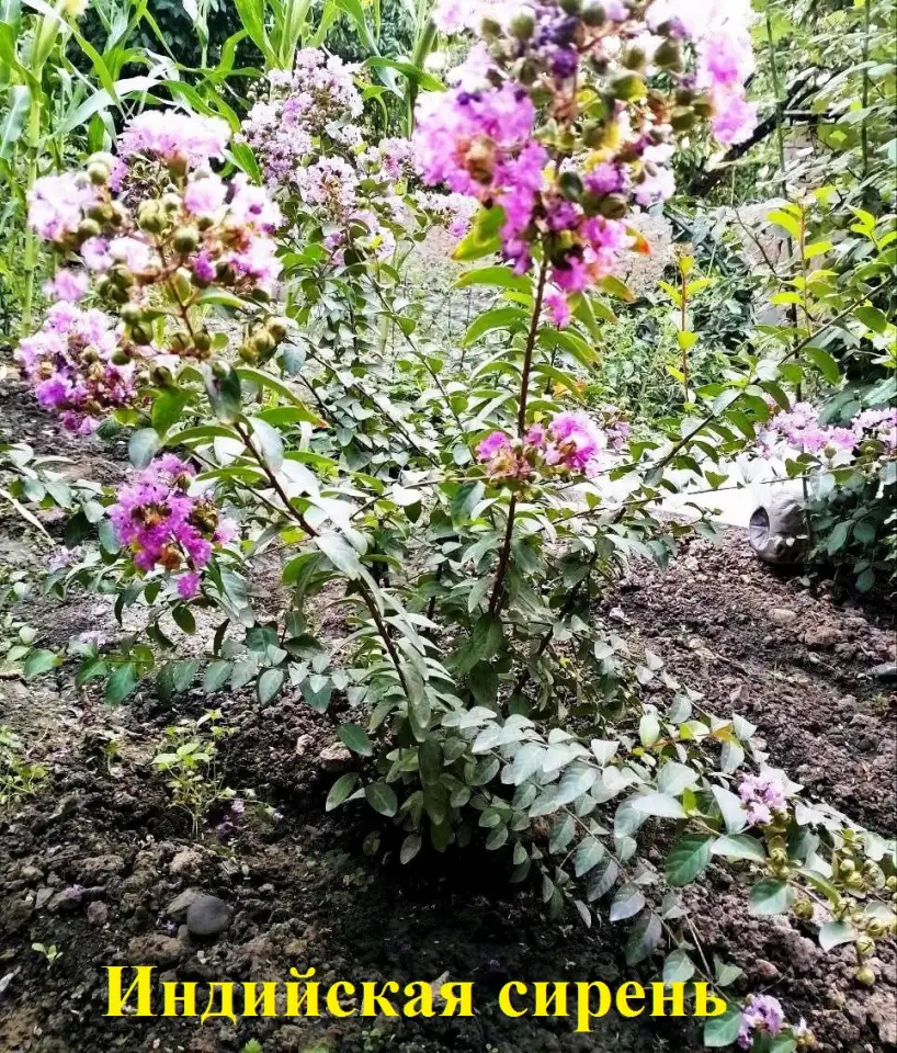 Манзарали дарахт кчатлари, фотография 13