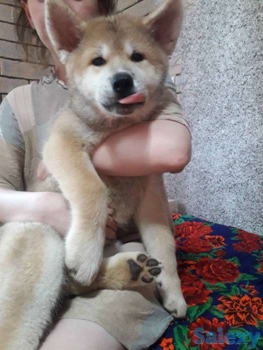 Акита от чемпиона, фотография 7