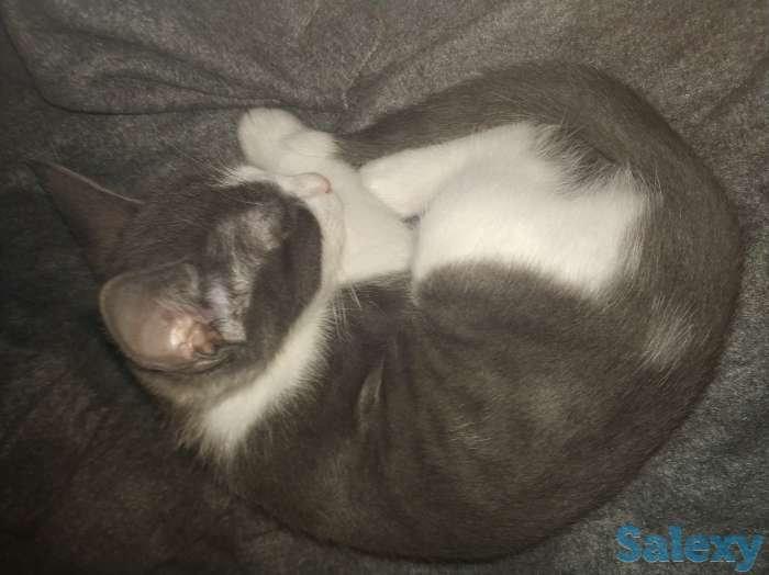 Срочно!!! Отдадим котенка только в хорошие ручки!!!, фотография 3