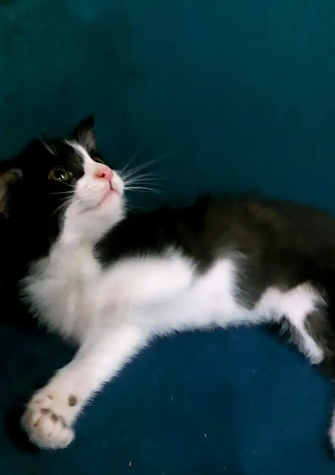 Котята 4 шт, фотография 1