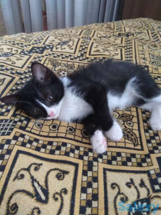 Отдам хорошеньких котят в добрые руки, фотография 5