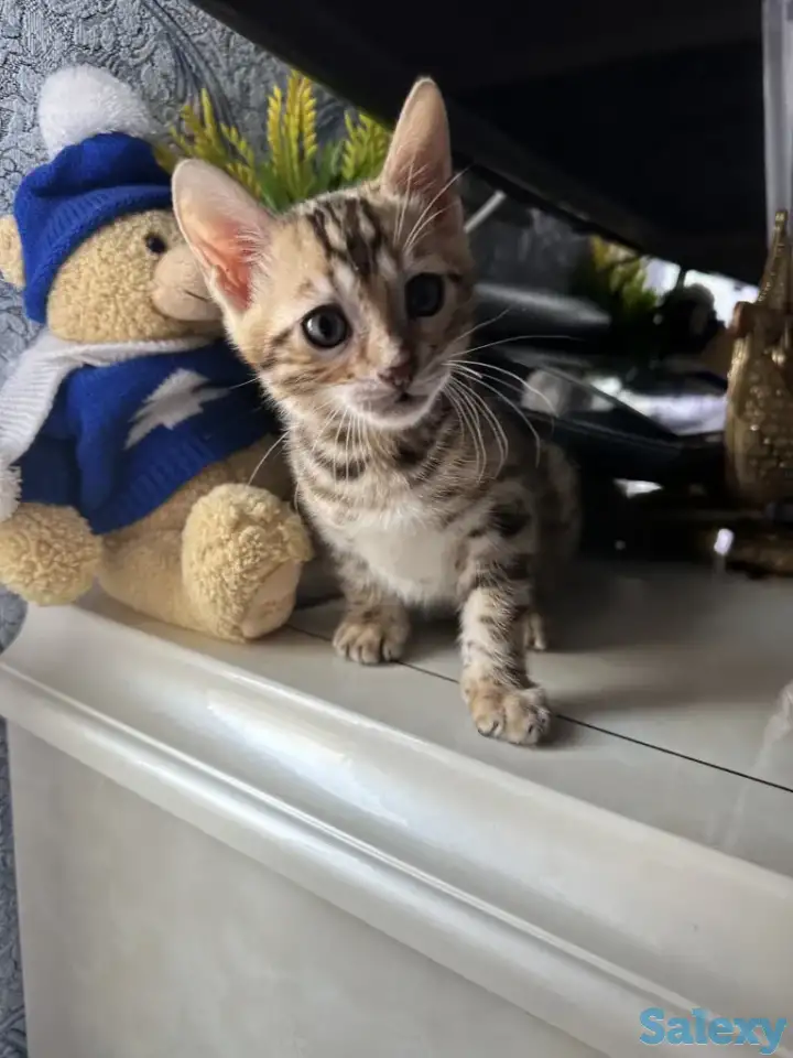 Бенгальский котенок, фотография 4