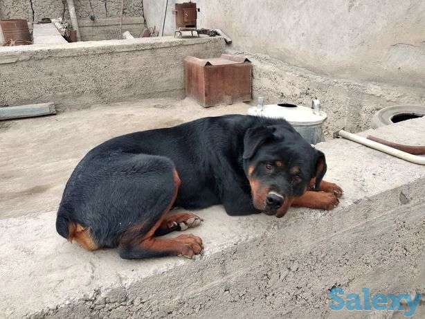 Ротвейлер Фарғона шаҳрида сурҳтепа!, фотография 1