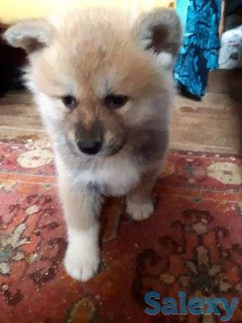 Японская акита ину, фотография 1