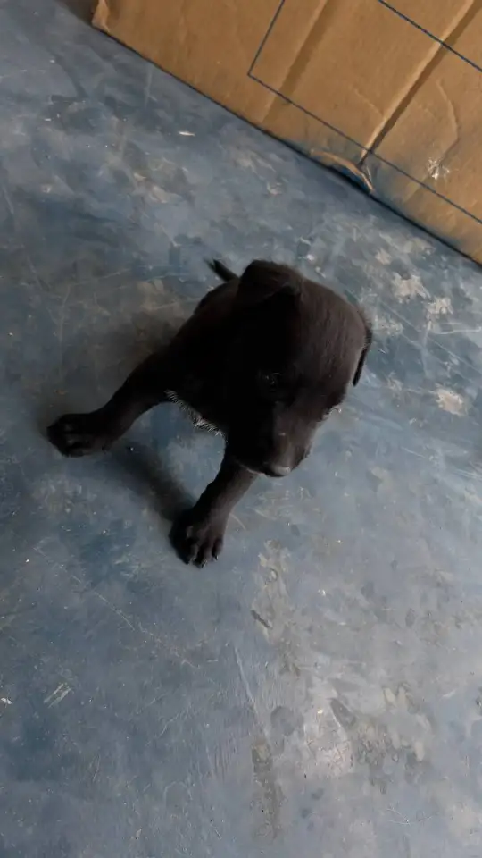 Продаются щенки, фотография 1