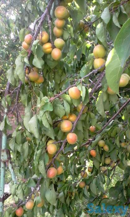 продам дом в городе Алмалык, Пскентский, Пскентский, фотография 6