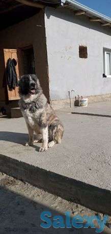 Alabay sotiladi 100, фотография 1