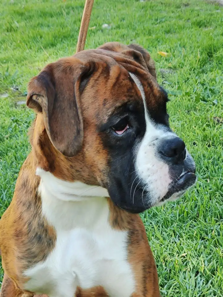 Щенки Немецкого боксера, фотография 3