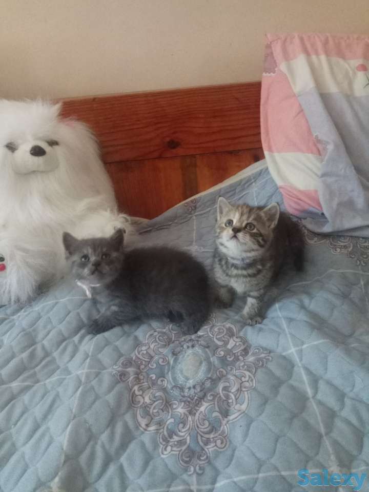 Породистые шотландские котята, фотография 3