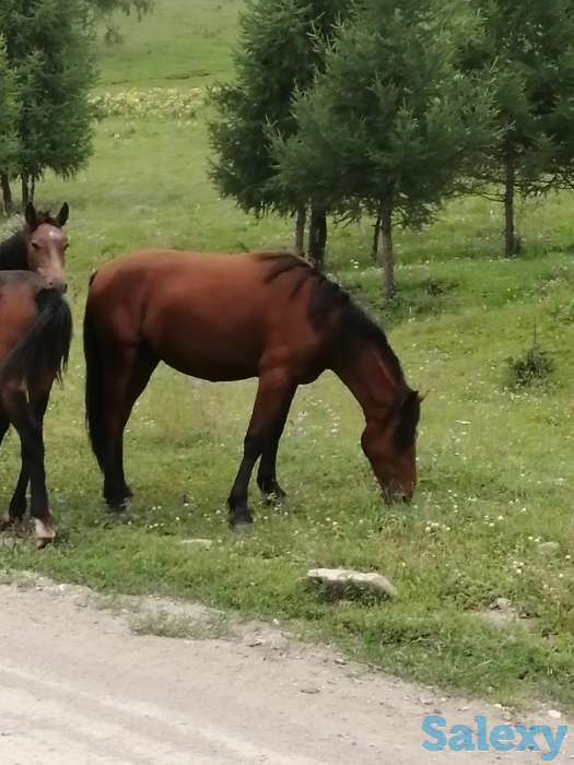 Лошади, кобылки, жеребчики новоалтайские, фотография 5