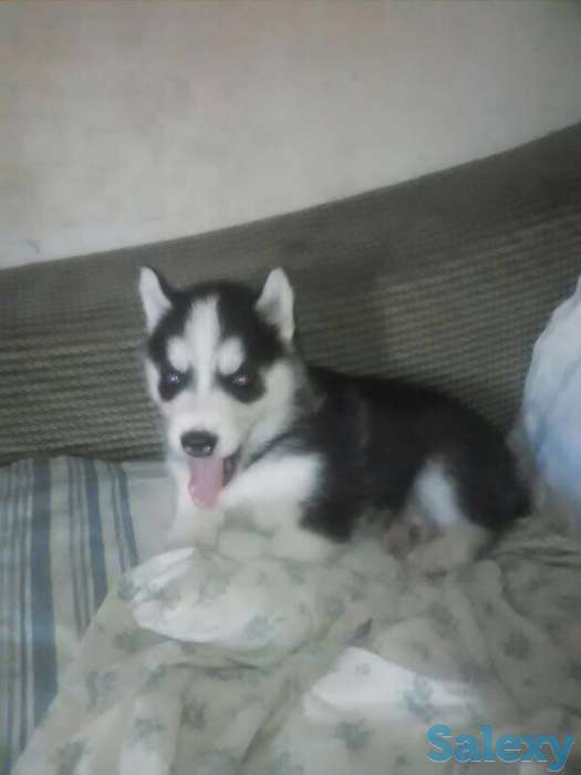 Продается чистокровный хаски, фотография 3
