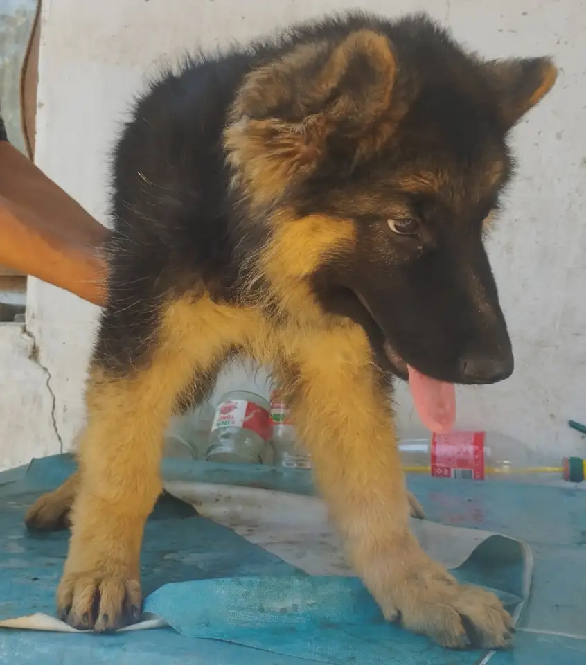 Щенки немецкой овчарки, фотография 3