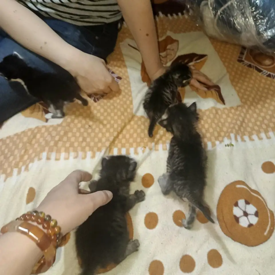 продаются котята 100 тыс сум, фотография 1