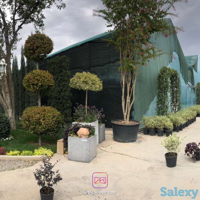 Растения и ландшафтный дизайн от компании Bahor Gullari!, фотография 1