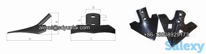 Лапа стрельчатая, фотография 5