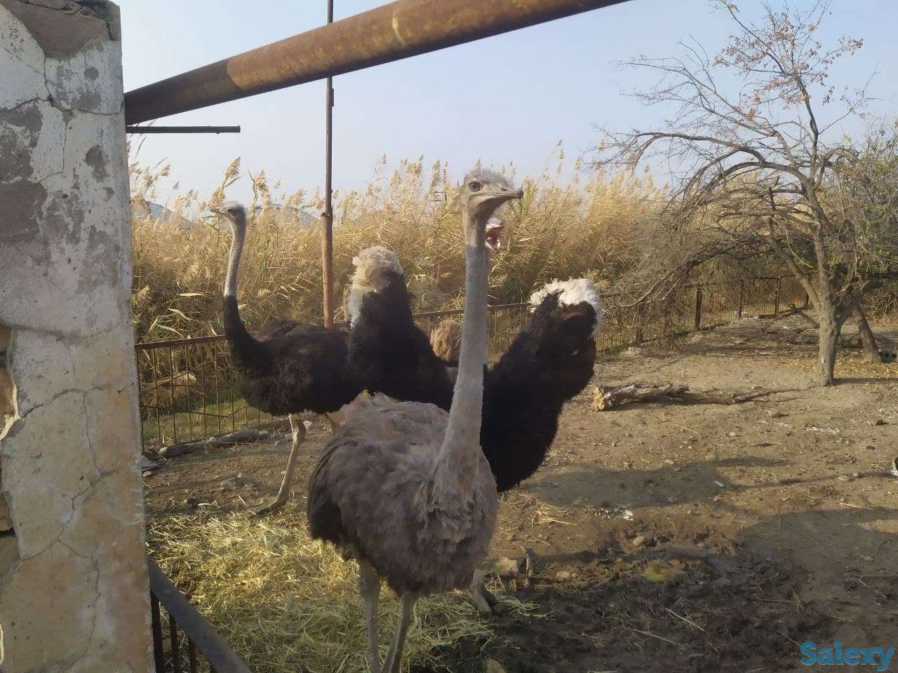 База для сельхоз. или др. бизнеса в Ташобласти, 57 соток. От хозяина, не риелтор., фотография 8