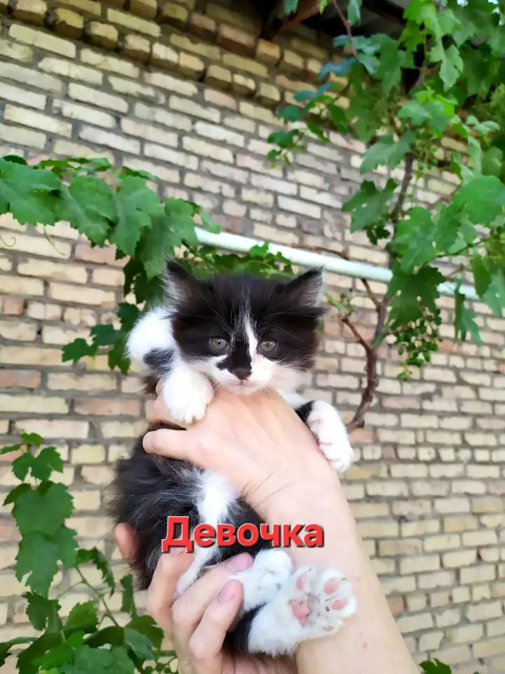 Красивые котята в поисках своего любящего хозяина, фотография 2