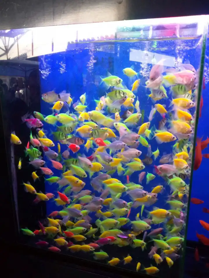 Аквариумные рыбки, фотография 4