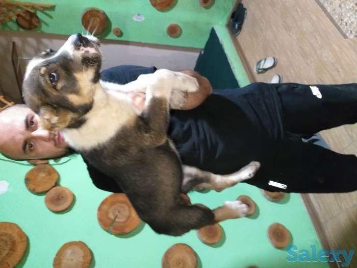 Среднеазиатское овчарка Алабай, фотография 4